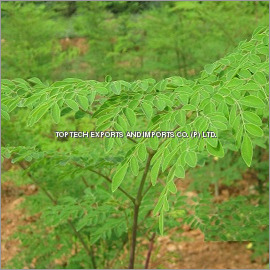 Moringa Oleifera Leaf