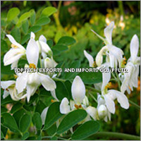 Moringa Oleifera Flower
