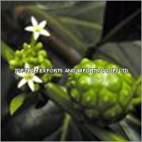 Morinda Citrifolia