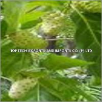 Botanical Herbs