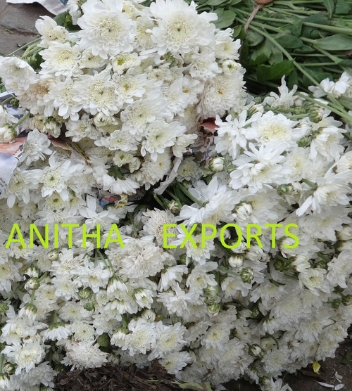 WHITE CHRYSANTHEMUM
