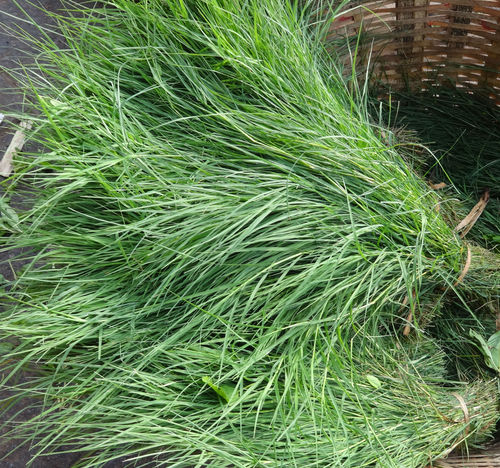 Fresh Arugampul / Scutch grass / Bermuda grass Leaves