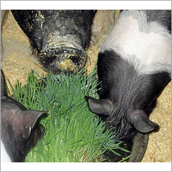 Hydroponic Pig Feed Equipments
