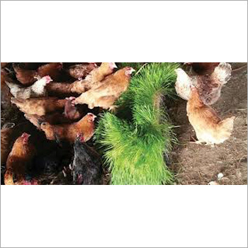 Hydroponic Fodder Additive Machine