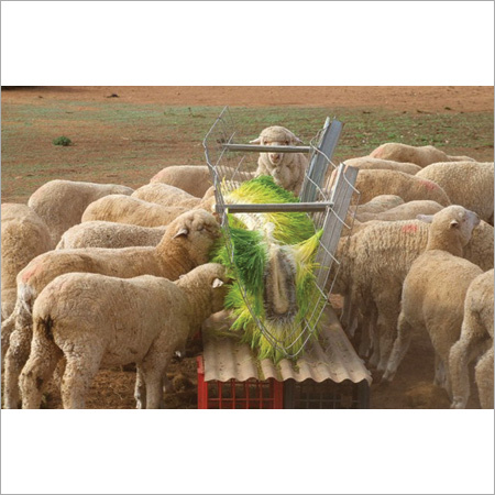 Hydroponic Animal Feed Euipments