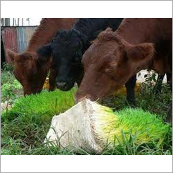 Hydroponic Livestock Fodder Machine