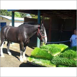 Hydroponic Horse Fodder Machinery