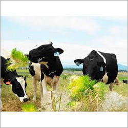 Hydroponic Cattle Fodder Machine