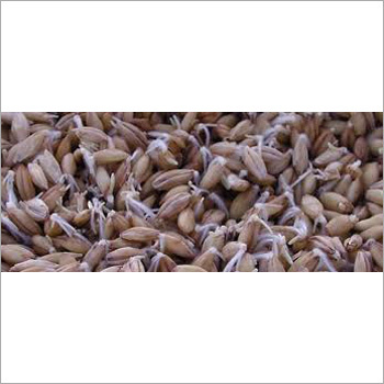 Hydroponic Sprouted Grain Machine