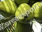 Fresh Green Coconuts