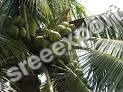 Green Coconut