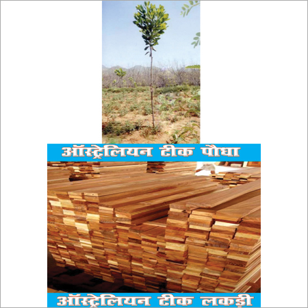 Australian Teak Plant