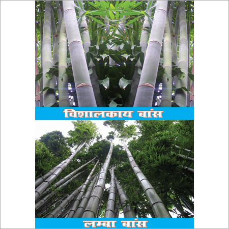 Bamboo Plant