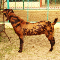 Sirohi Goat