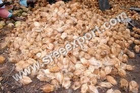 husked coconut exports