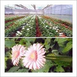 Hytech Polyhouse