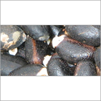 Jatropha Seeds