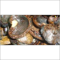 Cashew Nut Shell