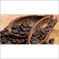 Cocoa Seeds