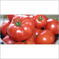 Fresh Tomatoes