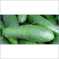 Fresh Cucumber