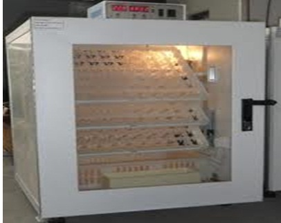 Egg Incubator