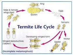 Termite Control Insecticide