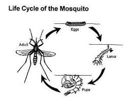Public Health Insecticides