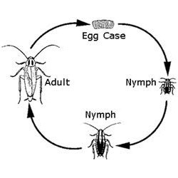 Cockroach Control Insecticide