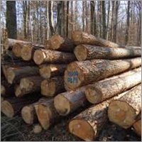 Teakwood Log