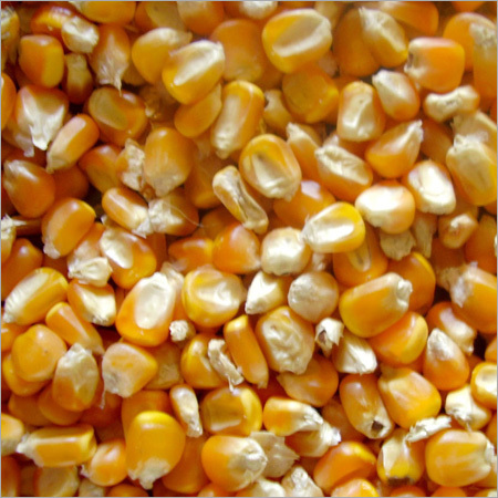 Yellow Maize
