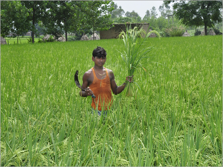 Hybrid Rice Seeds