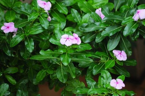 Nithya Kalyani Plants
