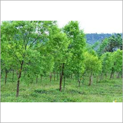 Agar Plant