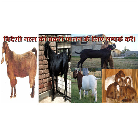 Pigs & Goats