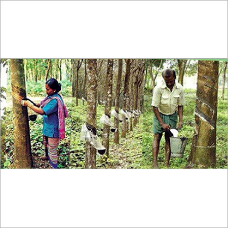 Rubber Plantation 4