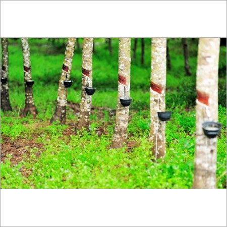 Rubber Plantation 3