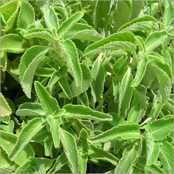 Coleus Forskohlii Extract