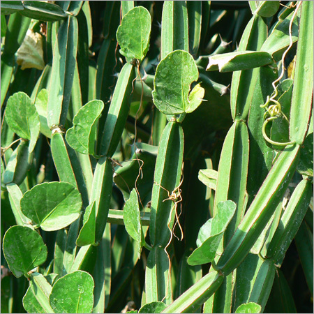 Cissus Quadrangularis Extract