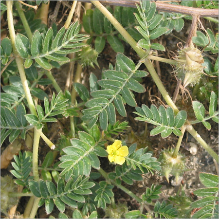 Natural Tribulus Terrestris Extract