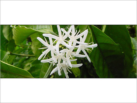 Blossom Coffee leaves