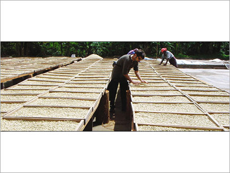 Coffee Drying Yard