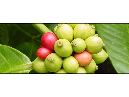 Coffee Fruit
