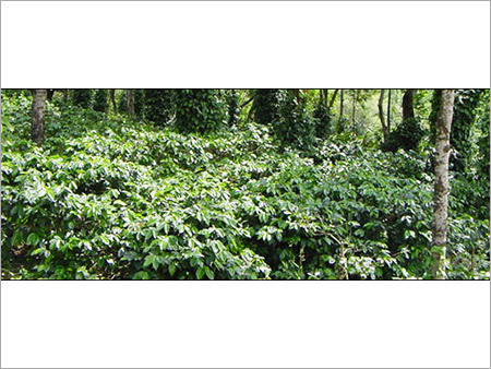 Coffee Plantation
