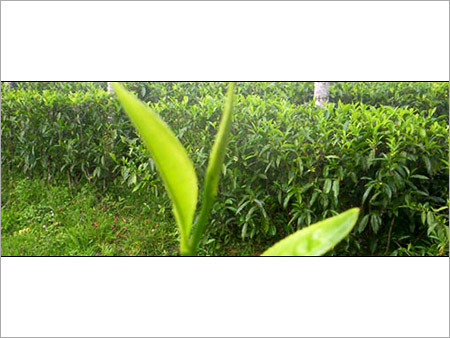 Tea Plant