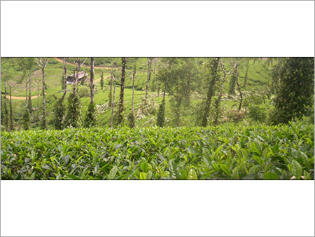 Tea Plantation