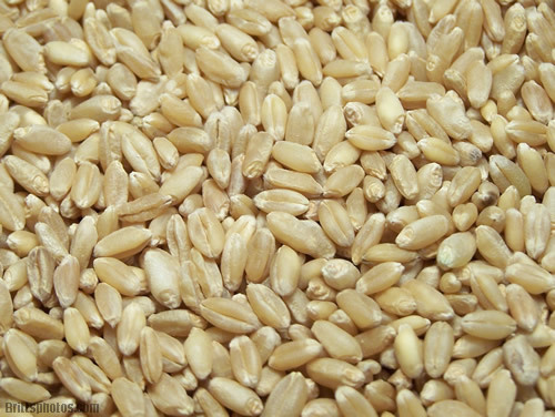 Wheat Seeds