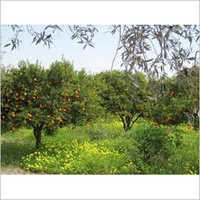 Olive Plants