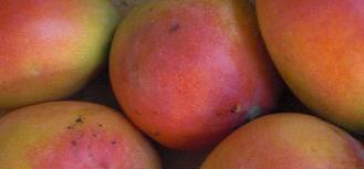 Fresh Mango