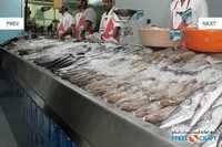 Fish Display Counter